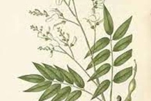 Plant-Illustration-of-Pagoda-tree