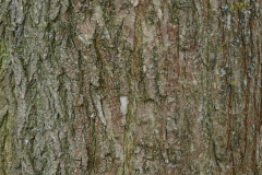 Bark-of-Pagoda-tree