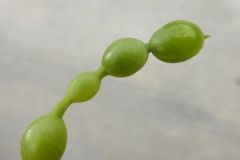 Closer-view-of-immature-fruits-of-Pagoda-tree