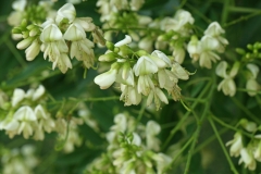 Flowers-of-Pagoda-tree
