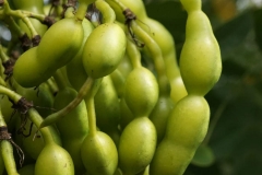 Immature-fruits-of-Pagoda-tree