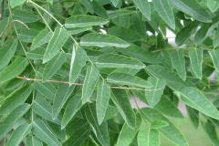 Leaves-of-Pagoda-tree