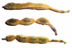 Mature-fruits-of-Pagoda-tree
