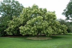 Pagoda-tree
