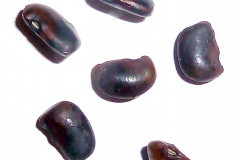 Seeds-of-Pagoda-tree