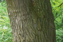 Trunk-of-Pagoda-tree