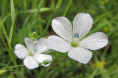 Closer-view-of-flowers-of-Pale-flax