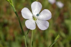 Flower-of-Pale-flax
