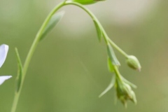 Flowering-buds-of-Pale-flax