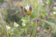 Immature-fruit-of-Pale-flax