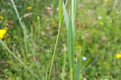 Leaves-of-Pale-flax