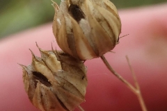 Mature-fruits-of-Pale-flax