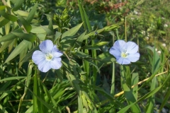 Pale-flax-plant-growing-wild