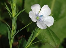 Pale-flax-plant