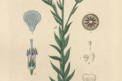 Plant-illustration-of-Pale-flax