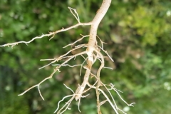 Roots-of-Pale-flax