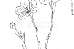 Sketch-of-Pale-flax