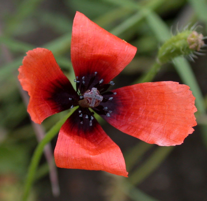 Flower-of-Pale-poppy