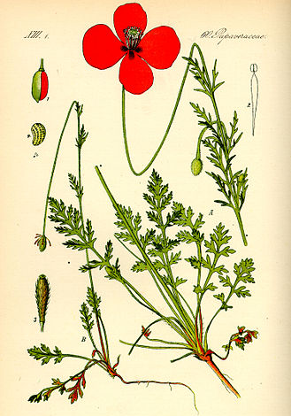 Plant-illustration-of-Pale-poppy