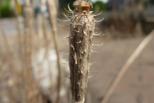 Mature-fruits-of-Pale-poppy