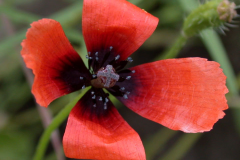 Flower-of-Pale-poppy