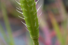 Immature-fruits-of-Pale-poppy