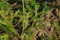 Leaves-of-Pale-poppy