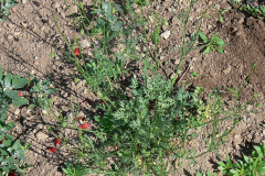 Pale-poppy-plant