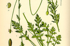 Plant-illustration-of-Pale-poppy