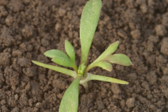 Saplings-of-Pale-poppy