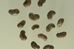 Seeds-of-Pale-poppy
