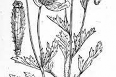 Sketch-of-Pale-poppy