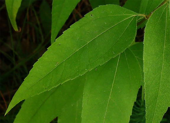Leaves-of-Pale-Sunflower