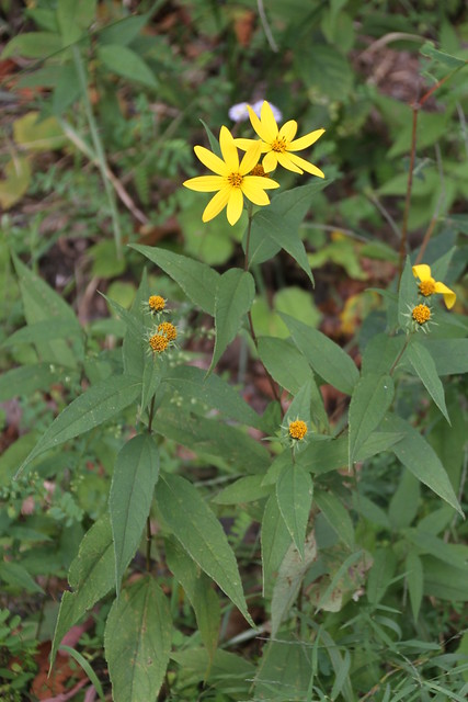 Pale-Sunflower-plant-growing-wild