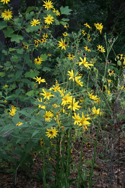 Pale-Sunflower-plant