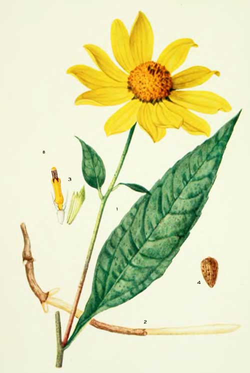 Plant-Illustration-of-Pale-Sunflower
