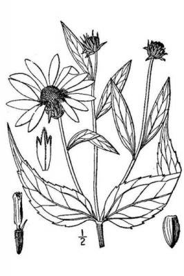 Sketch-of-Pale-Sunflower