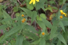 Pale-Sunflower-plant-growing-wild