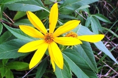 Closer-view-of-flower-of-Pale-Sunflower