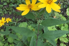 Flowers-of-Pale-Sunflower