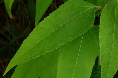 Leaves-of-Pale-Sunflower