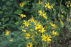 Pale-Sunflower-plant