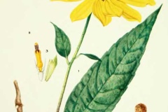 Plant-Illustration-of-Pale-Sunflower