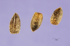 Seeds-of-Pale-Sunflower