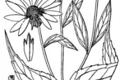 Sketch-of-Pale-Sunflower