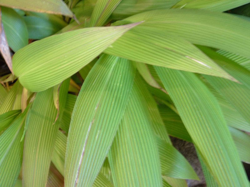 Leaves-of-Palm-Grass