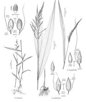 Plant-Illustration-of-Palm-Grass