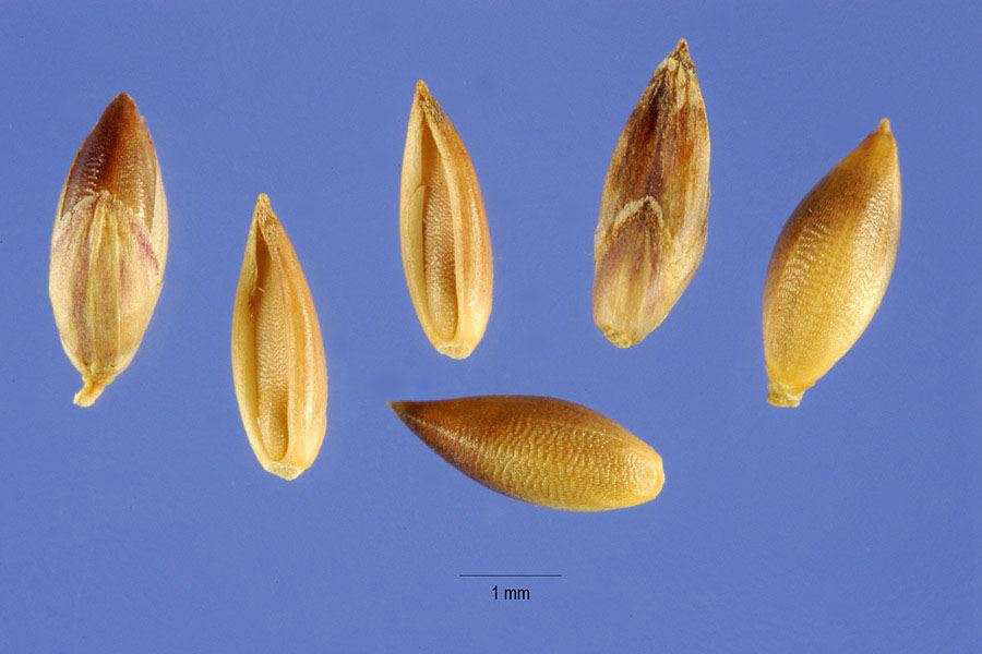 Seeds-of-Palm-Grass