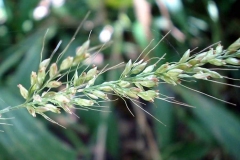 Closer-view-of-flower-spikelets-of-Palm-Grass