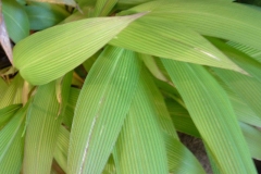 Leaves-of-Palm-Grass